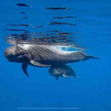 Americas Camison With Pool And Patio 7 By Tenerife365 Appartamento Playa de las Americas (Tenerife)