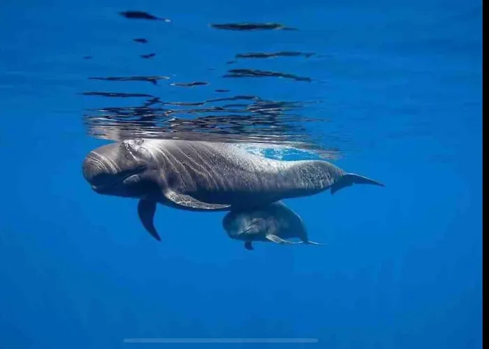 Americas Camison With Pool And Patio 7 By Tenerife365 Apartment Playa de las Americas (Tenerife)